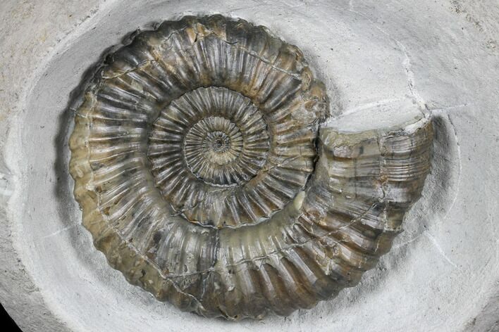 Ammonite (Androgynoceras) Fossil In Concretion - England #176236